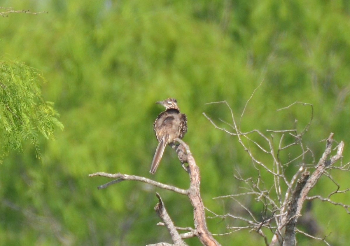 Greater Roadrunner - Michael Fritts