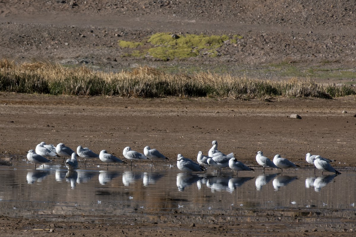 Andean Gull - Silvio Montani