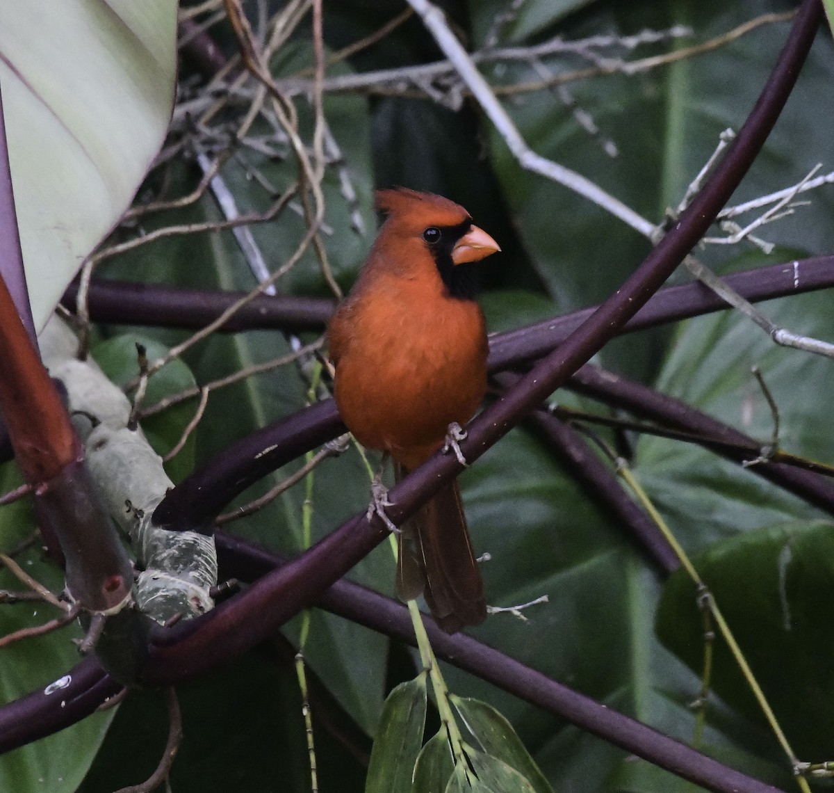 Northern Cardinal - ML616787755
