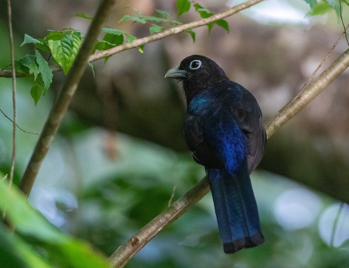 White-tailed Trogon - ML616787809