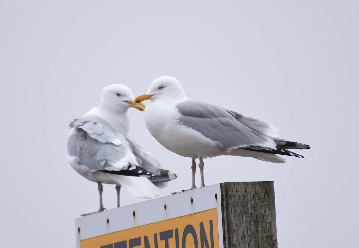 Herring Gull - ML616787816