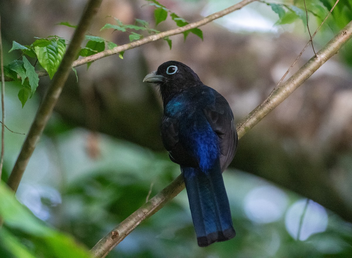 White-tailed Trogon - ML616787825