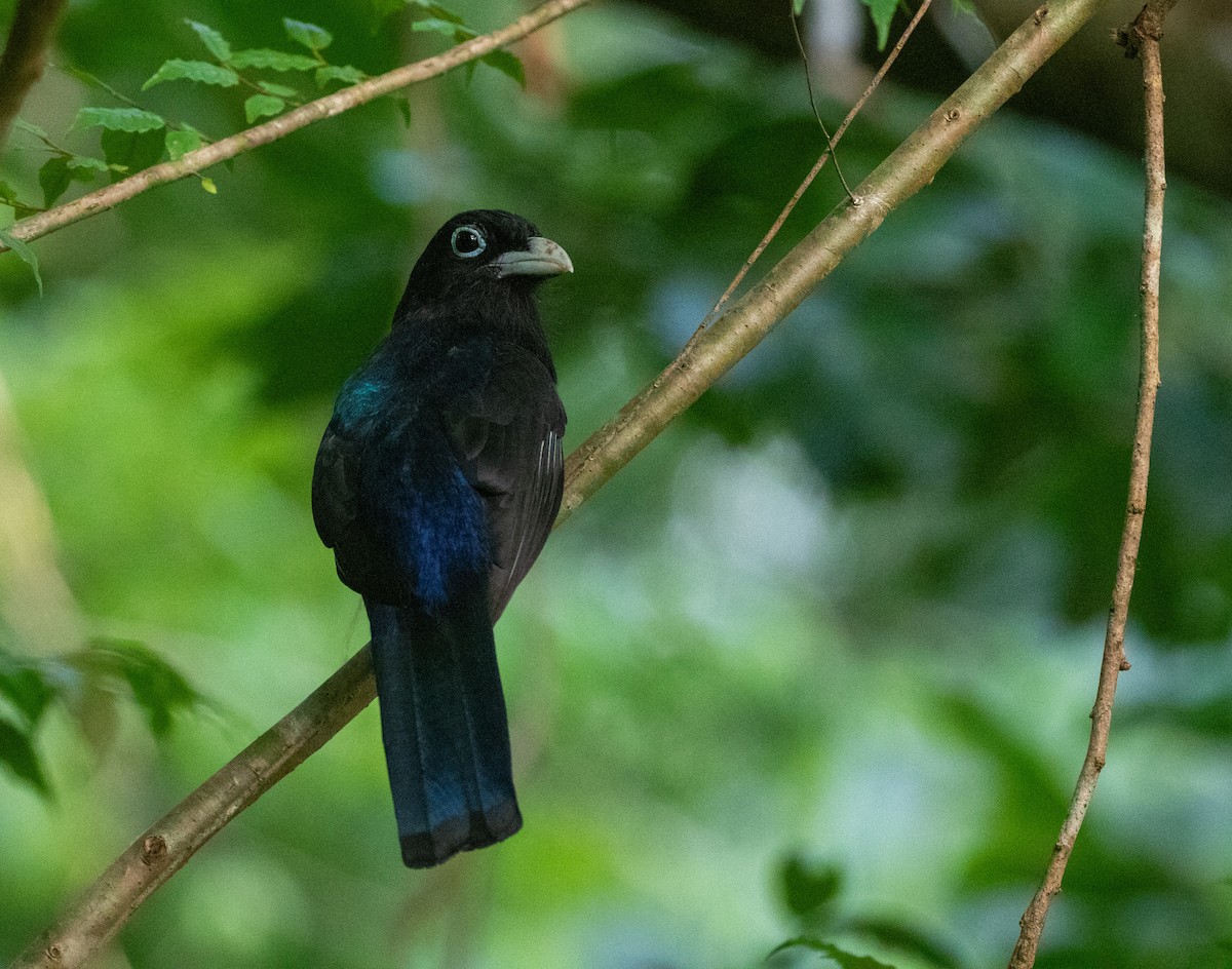 White-tailed Trogon - William Price