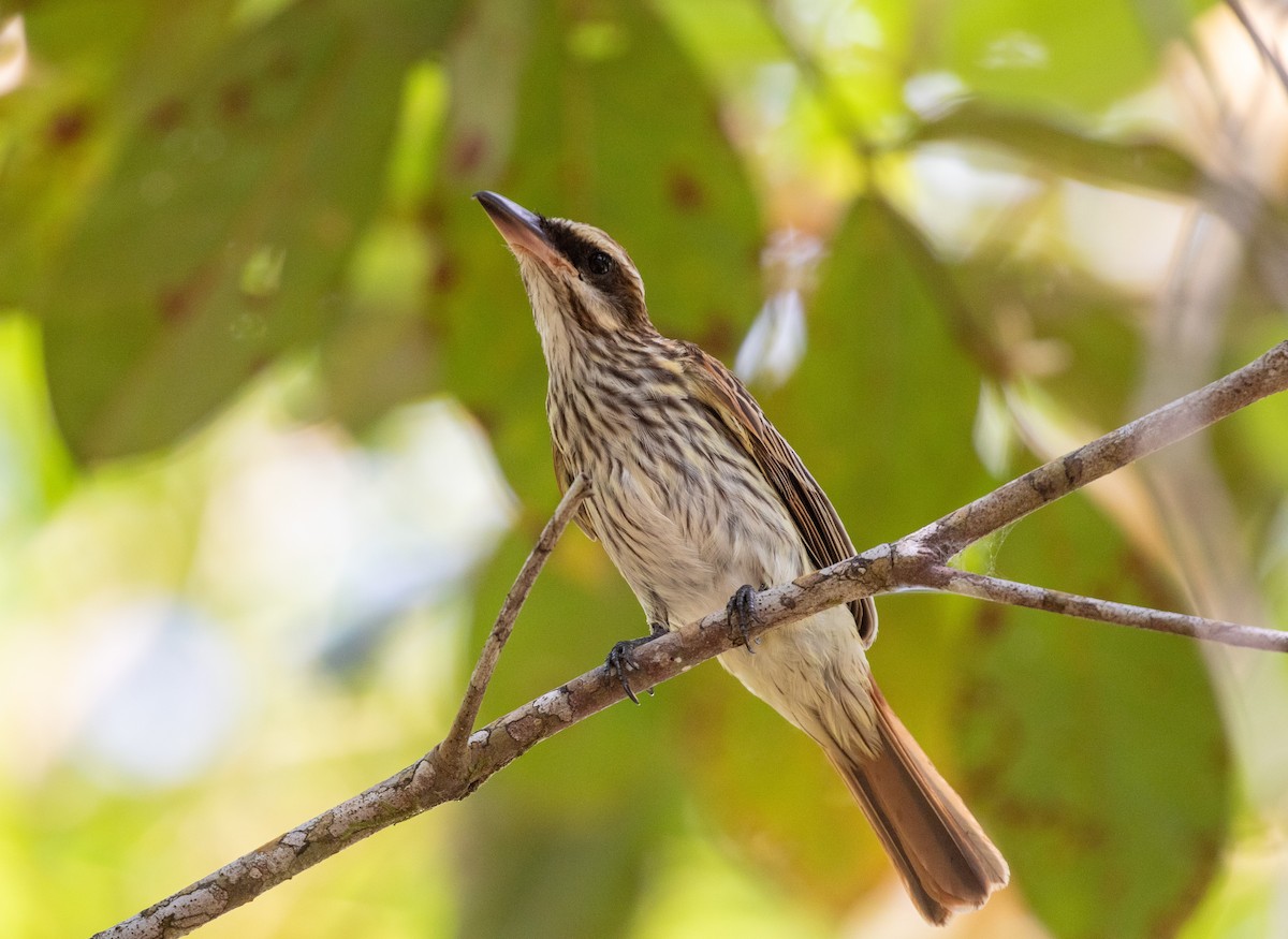 Streaked Flycatcher (Northern) - ML616787840