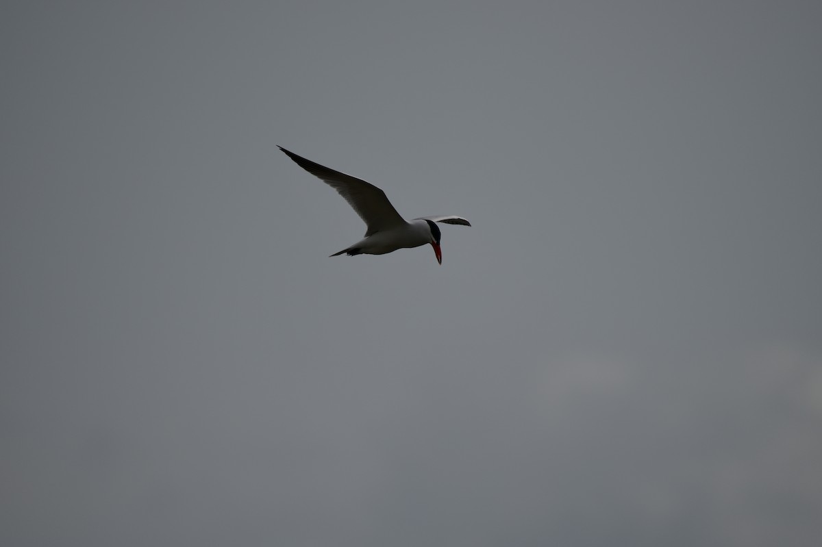 Caspian Tern - John Becker