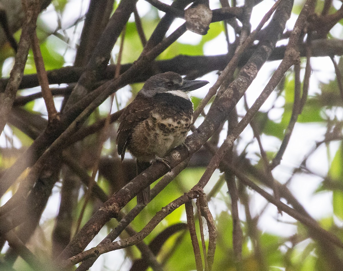 Sooty-capped Puffbird - ML616787926