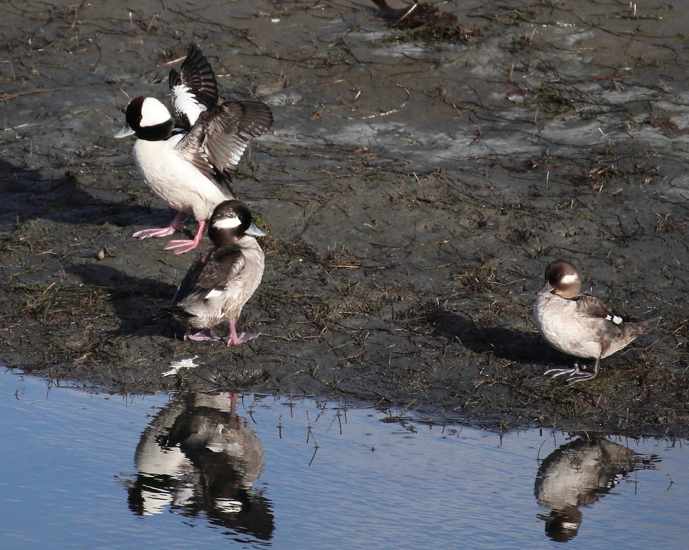 Bufflehead - ML616787935