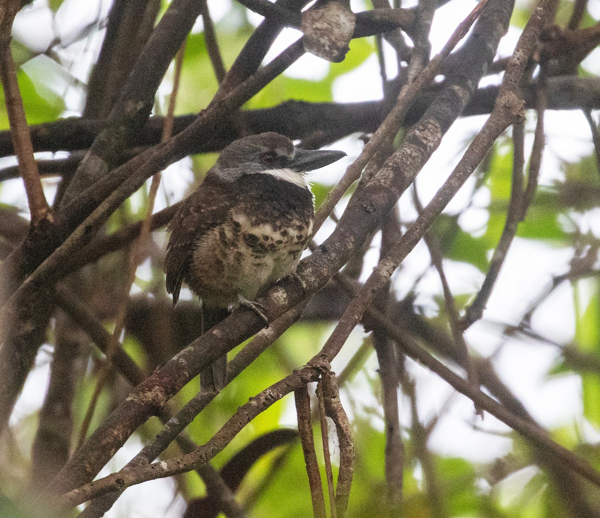 Sooty-capped Puffbird - ML616787939