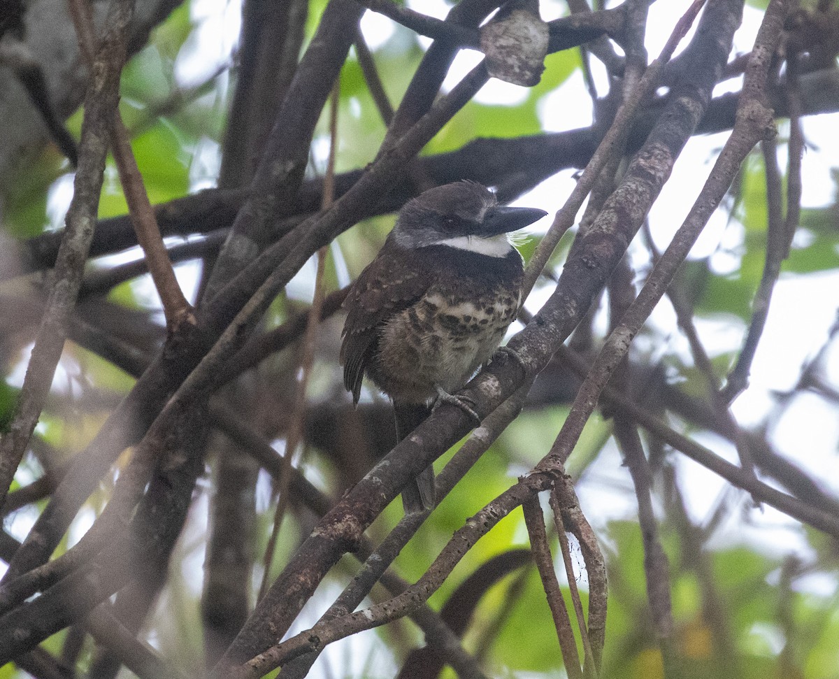 Sooty-capped Puffbird - ML616787945