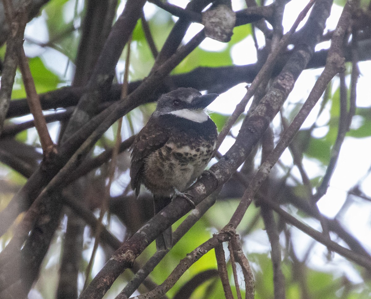 Sooty-capped Puffbird - William Price