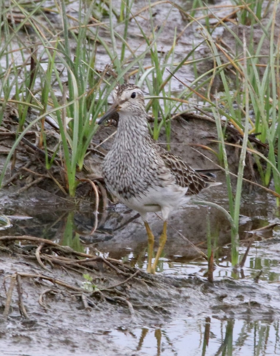 Bécasseau à poitrine cendrée - ML616787966