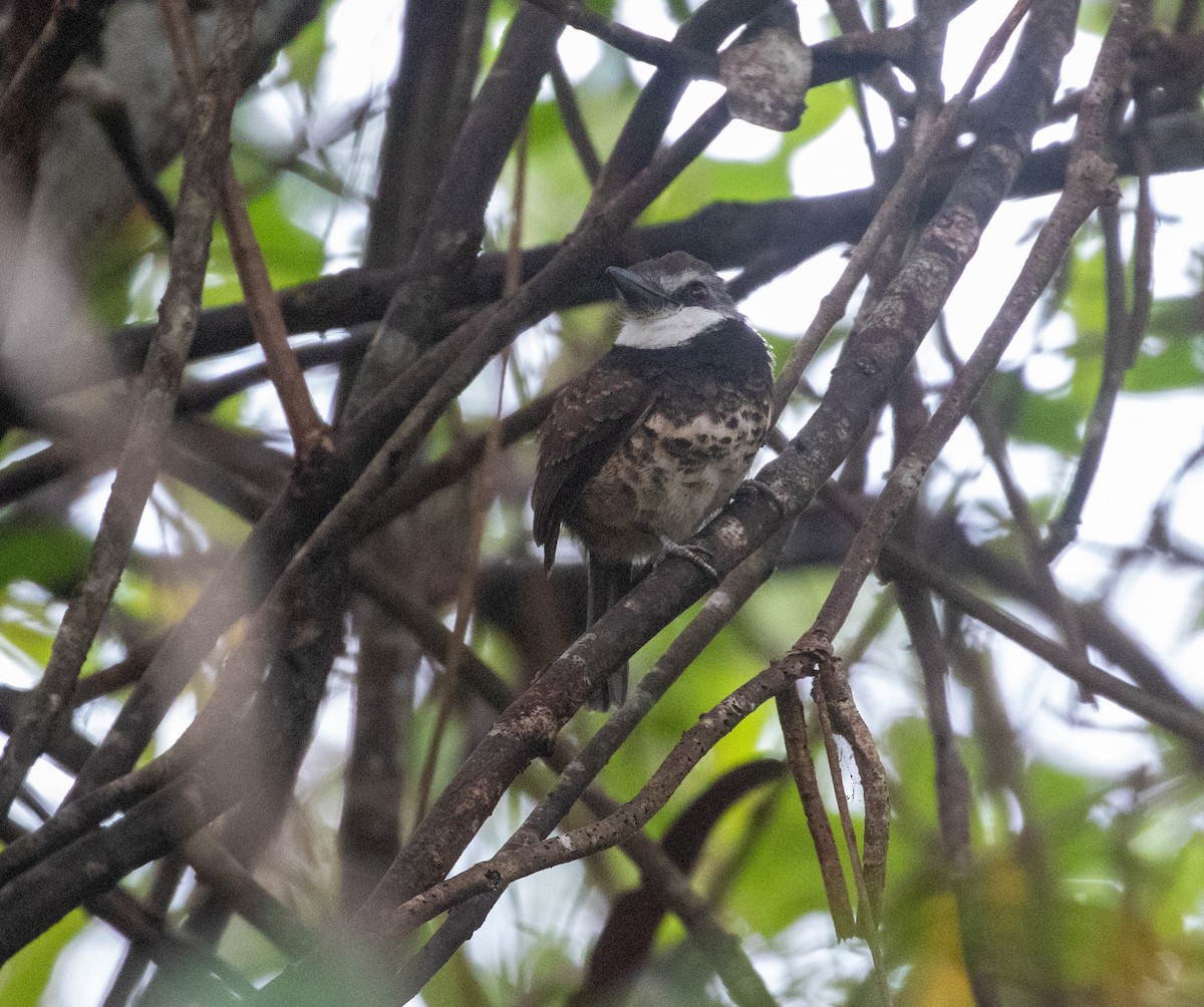 Sooty-capped Puffbird - William Price