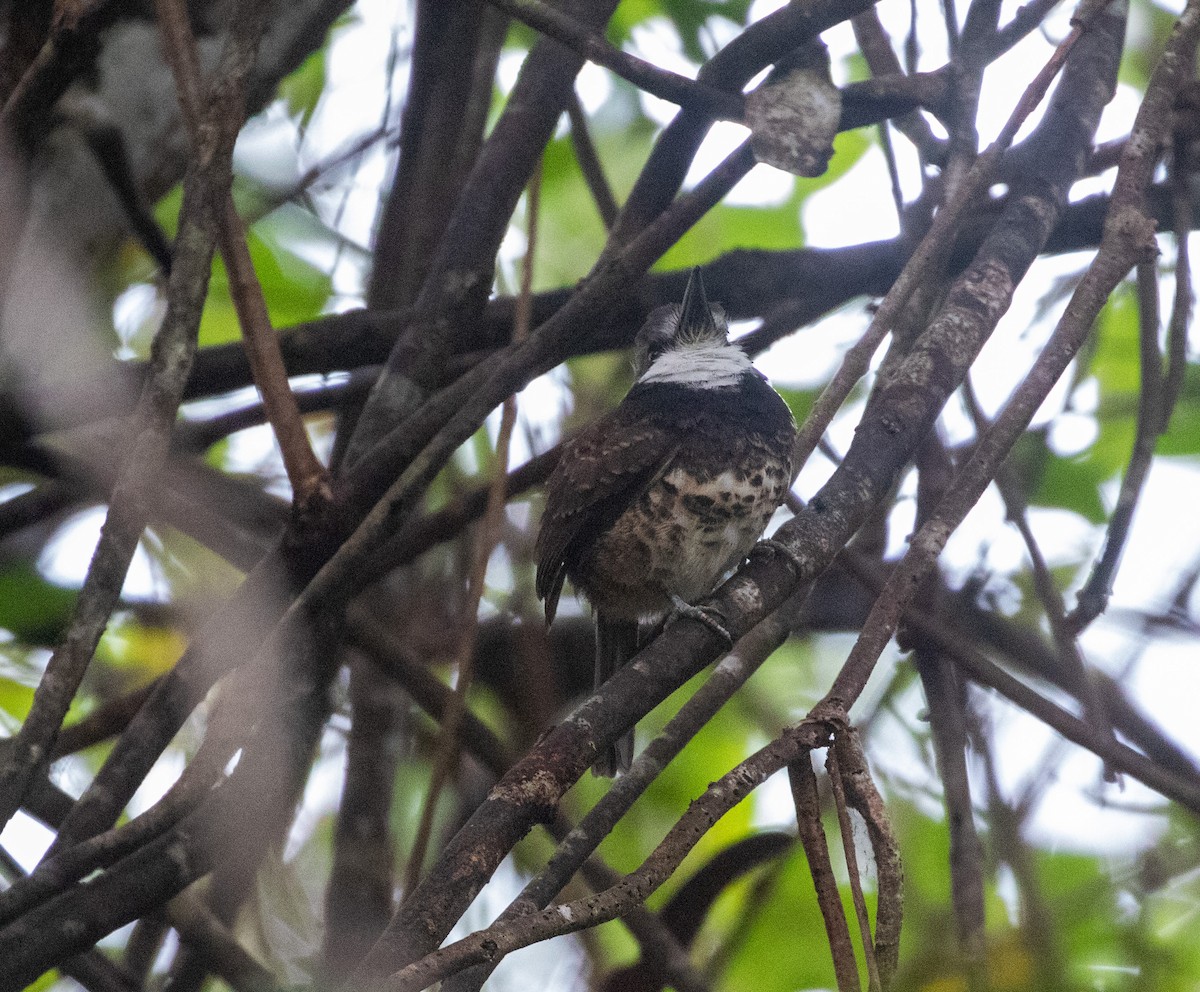 Rußkappen-Faulvogel - ML616788006