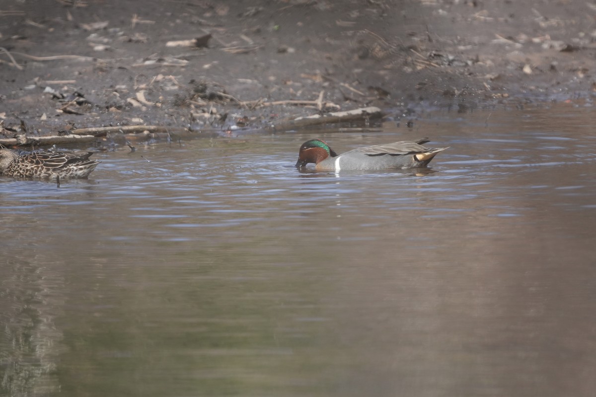 Green-winged Teal - ML616788010