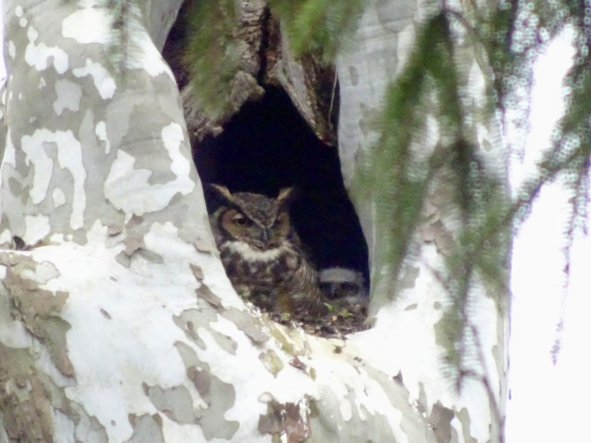 Great Horned Owl - ML616788042