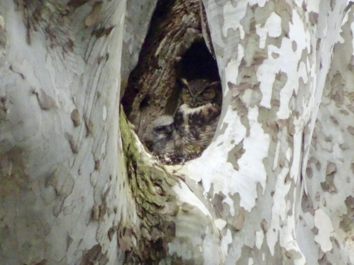 Great Horned Owl - ML616788044