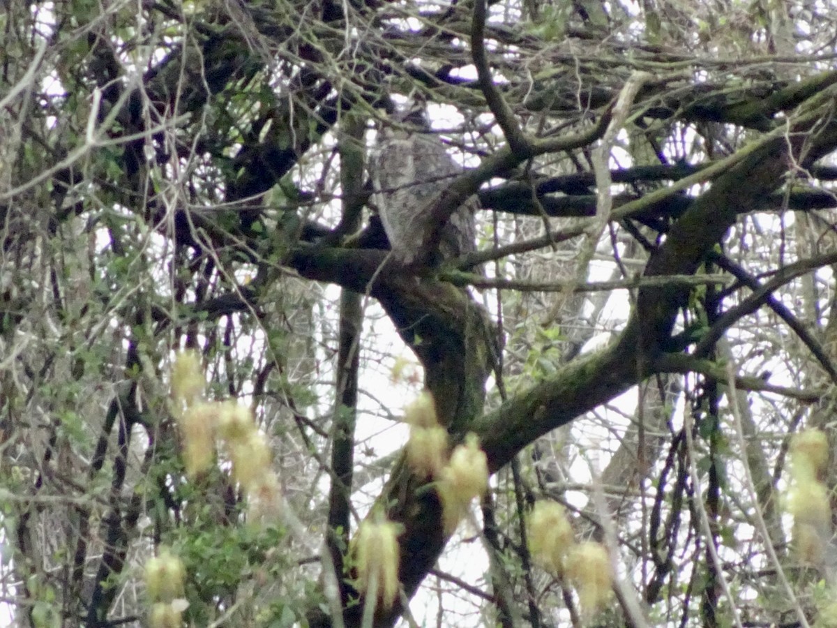 Great Horned Owl - ML616788045