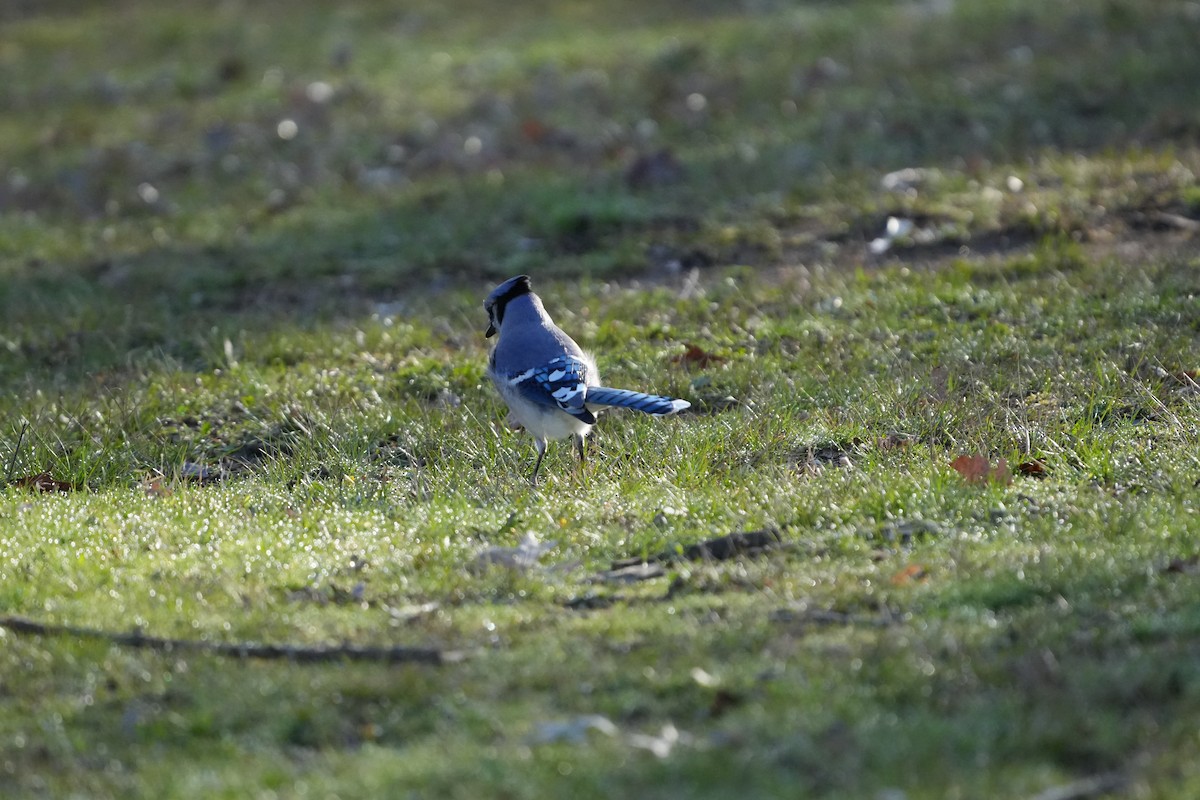 Blue Jay - Tony Birder