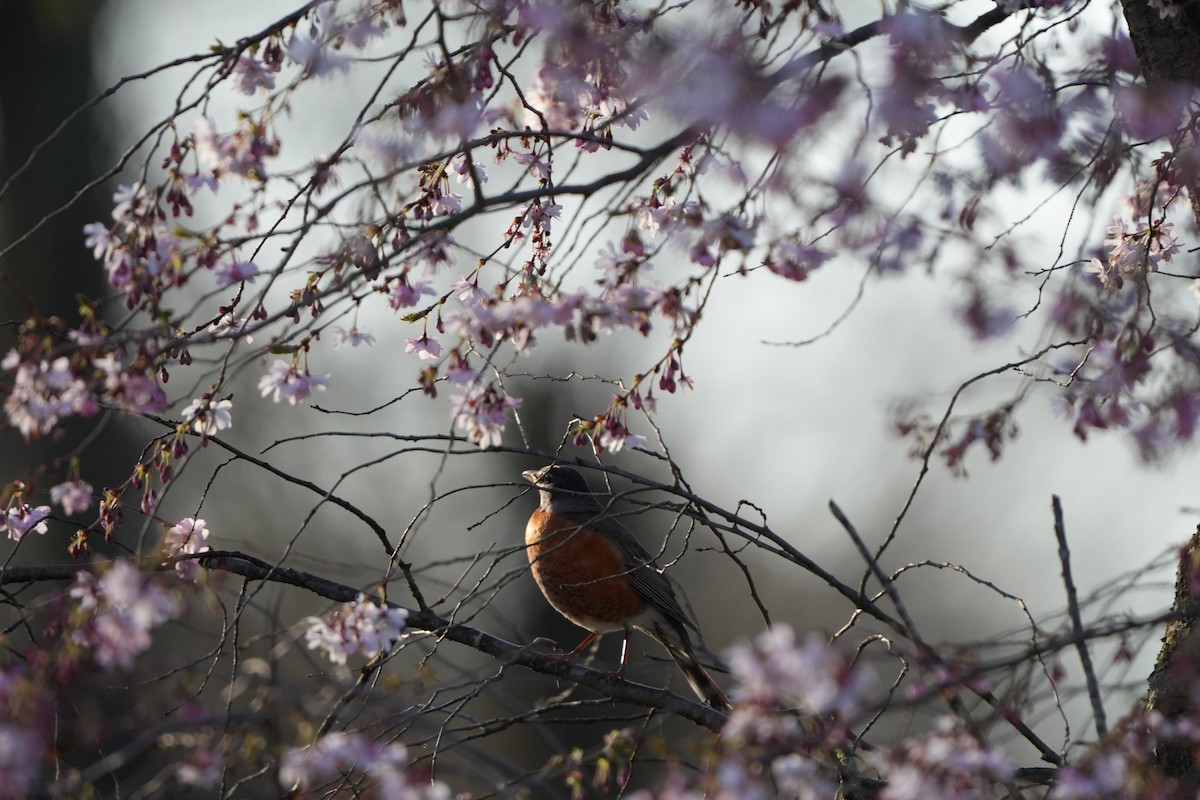 American Robin - ML616788076