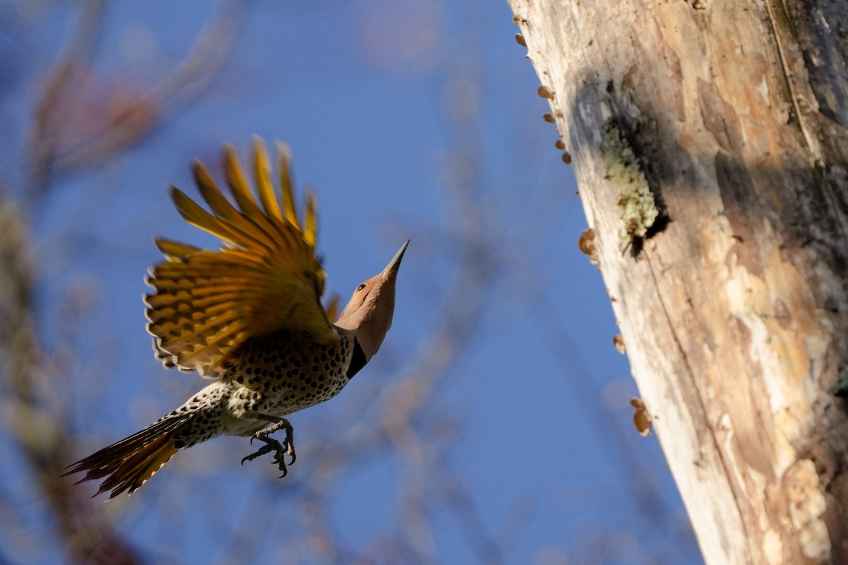 Northern Flicker - Tony Birder