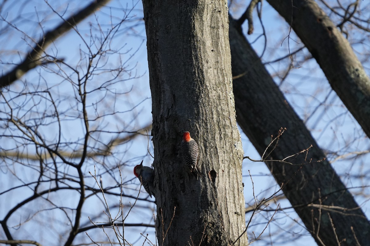 Red-bellied Woodpecker - ML616788101