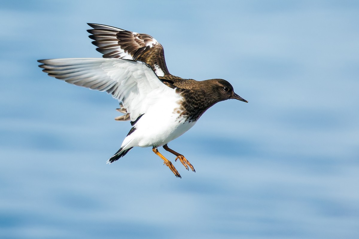 Black Turnstone - ML616788117