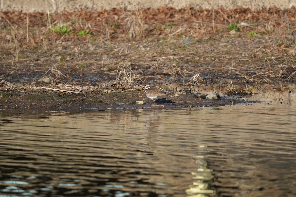 Killdeer - ML616788125