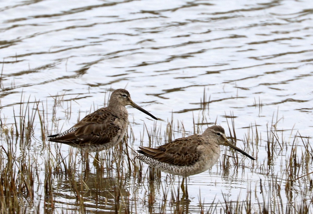 Long-billed Dowitcher - ML616788131