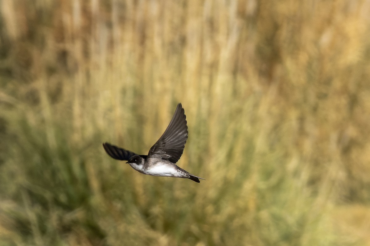 Blue-and-white Swallow - Silvio Montani