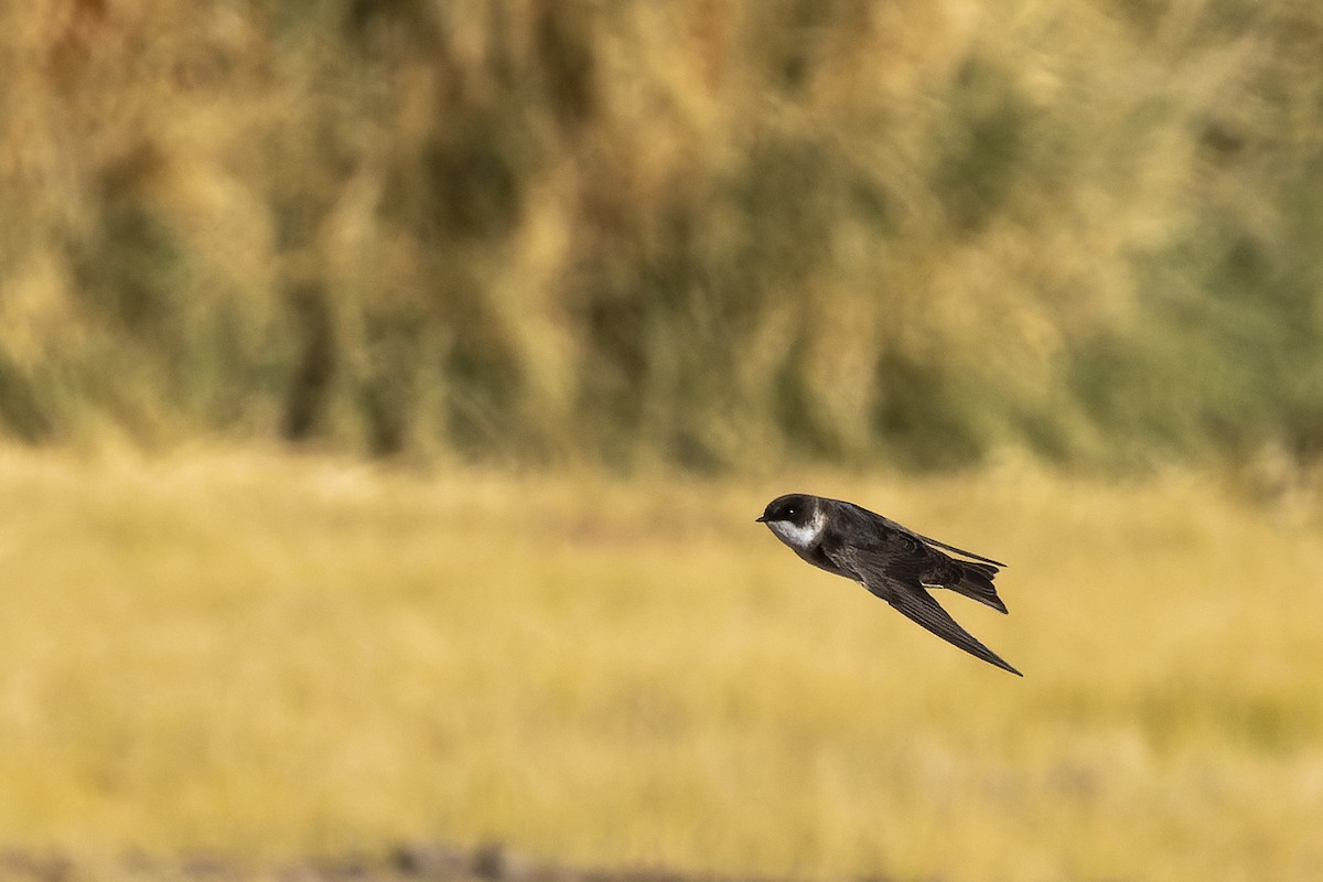 Blue-and-white Swallow - Silvio Montani