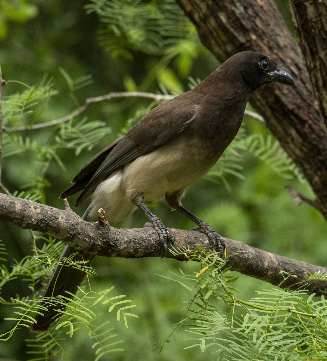 Brown Jay - ML616788227