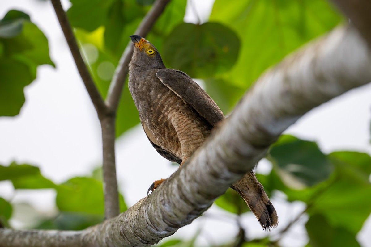 Roadside Hawk - ML616788298