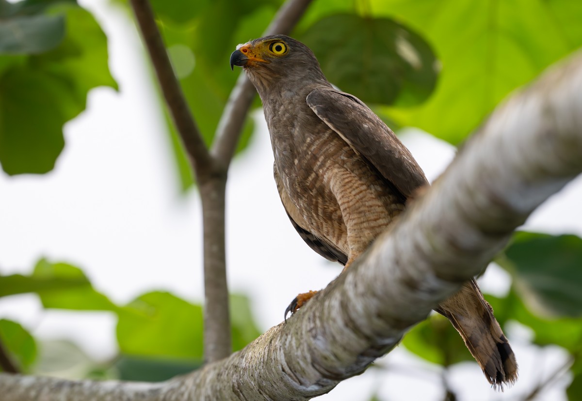 Roadside Hawk - ML616788299