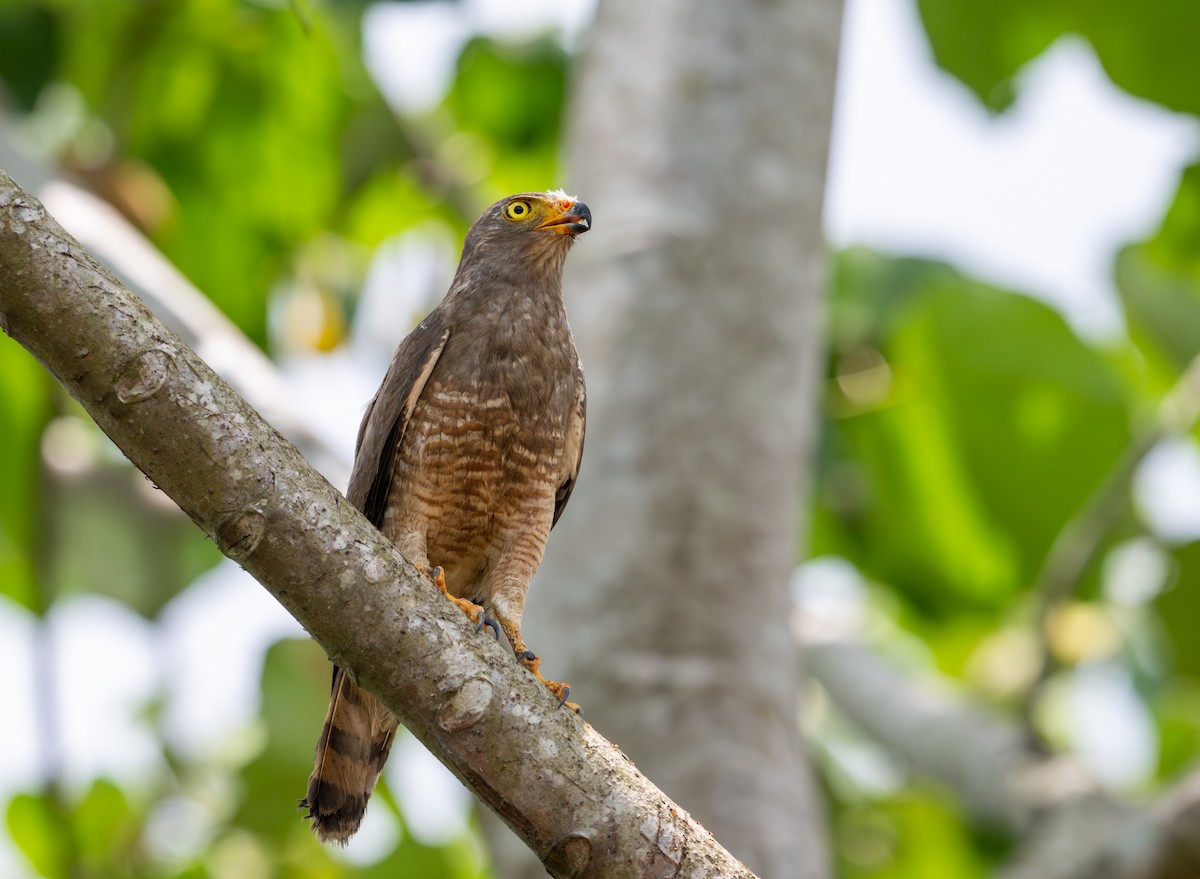 Roadside Hawk - ML616788300