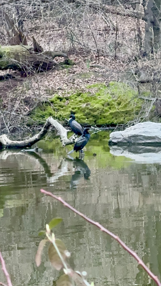 Double-crested Cormorant - ML616788301