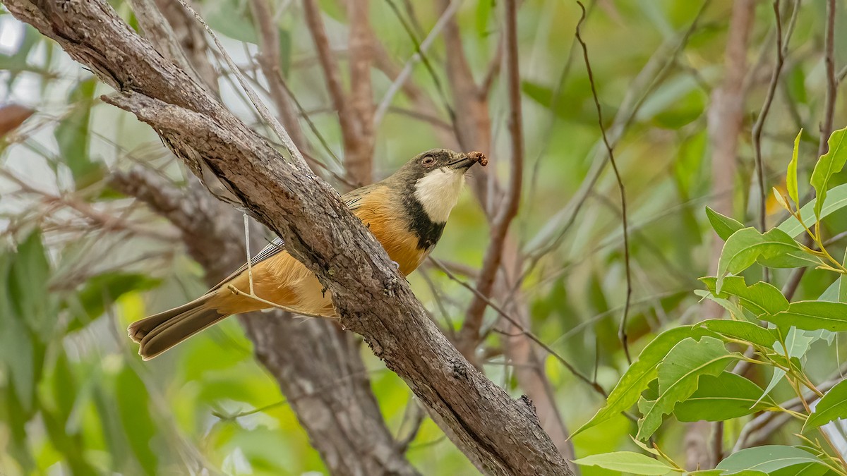 Rufous Whistler - ML616788329