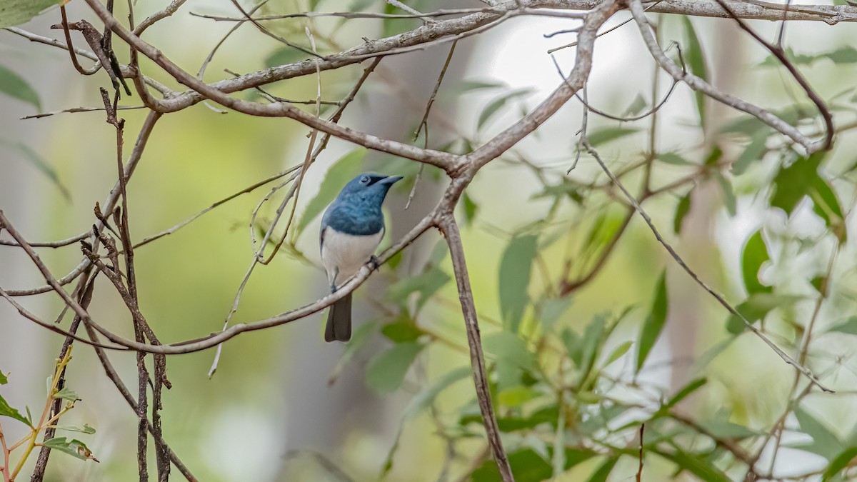 Leaden Flycatcher - ML616788349