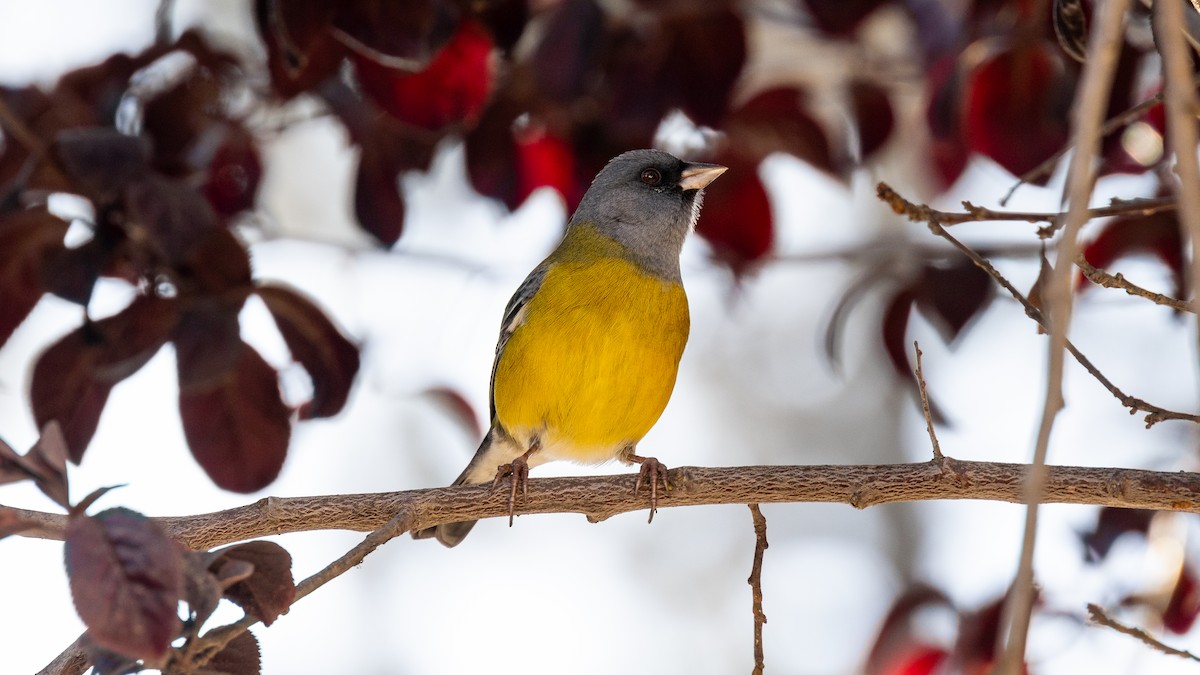 Gray-hooded Sierra Finch - ML616788361