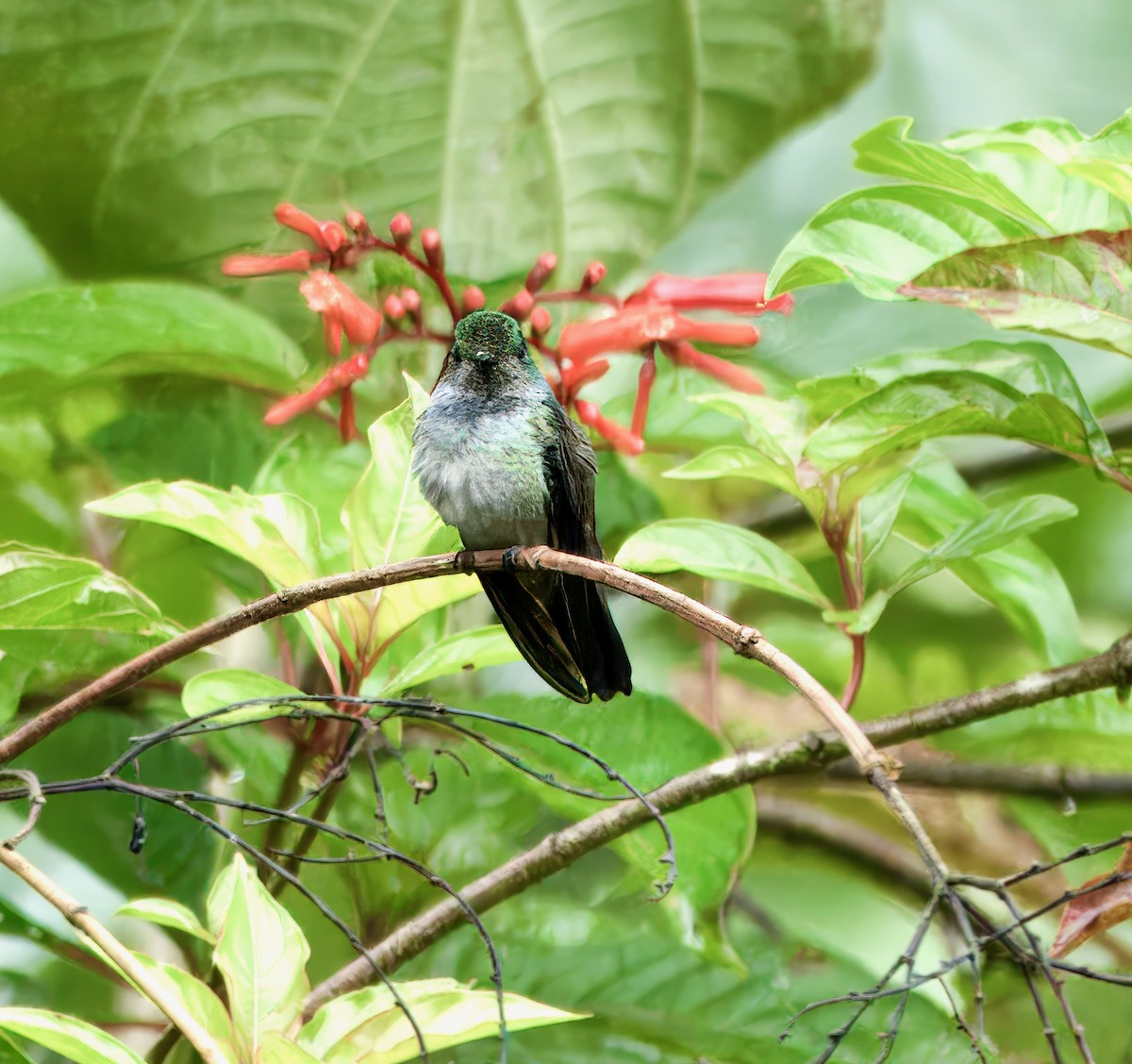 Blue-chested Hummingbird - ML616788367