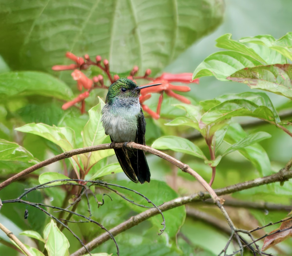 Blue-chested Hummingbird - ML616788368