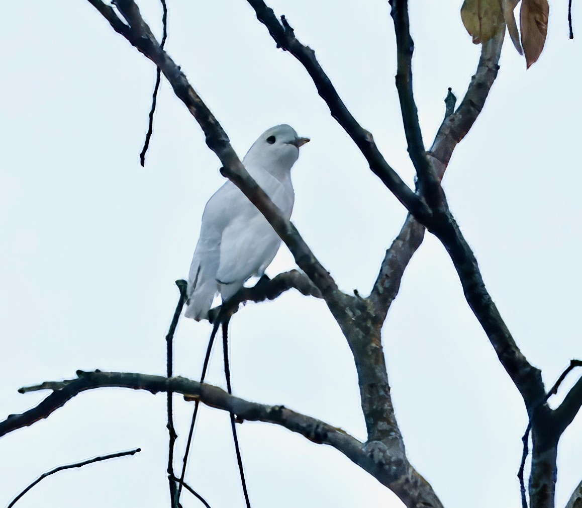 Snowy Cotinga - Julie Schneider