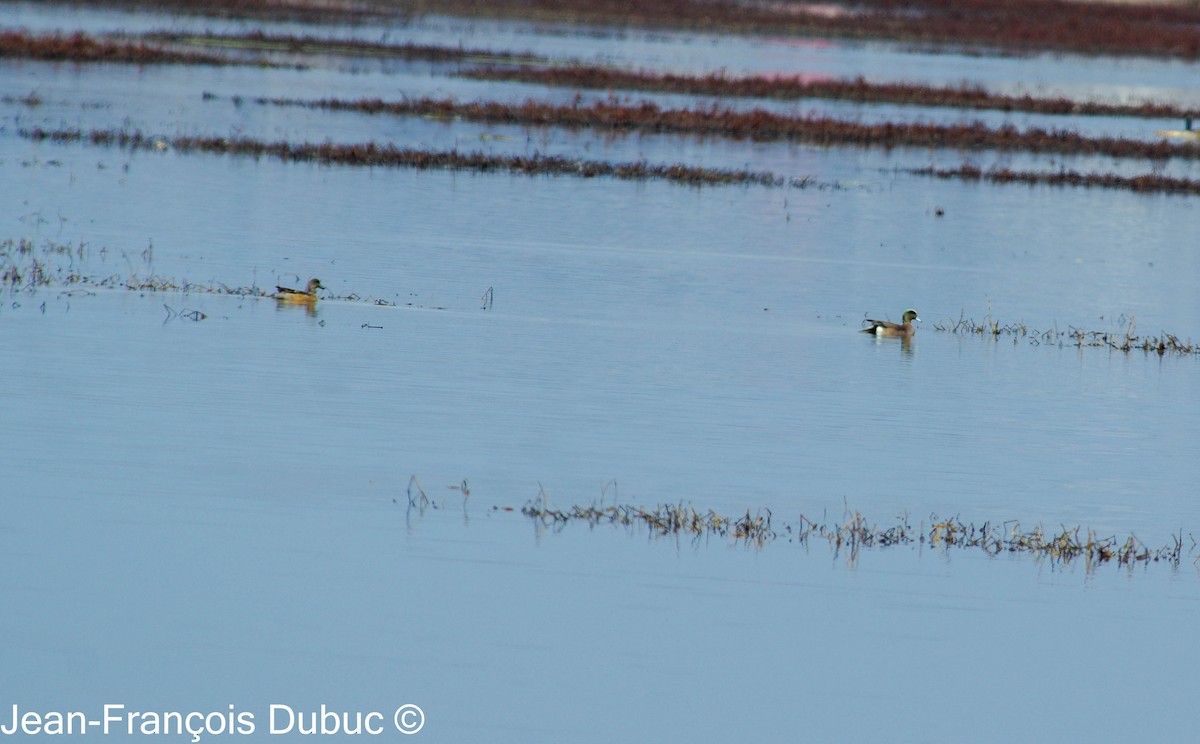 American Wigeon - ML616788415