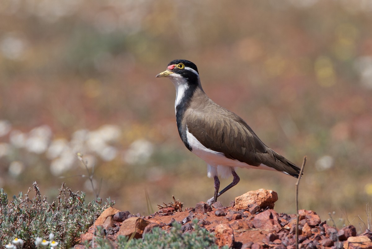 Banded Lapwing - ML616788441