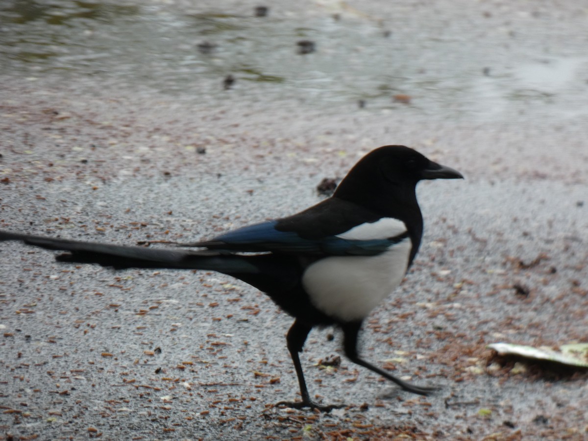 Eurasian Magpie - ML616788474