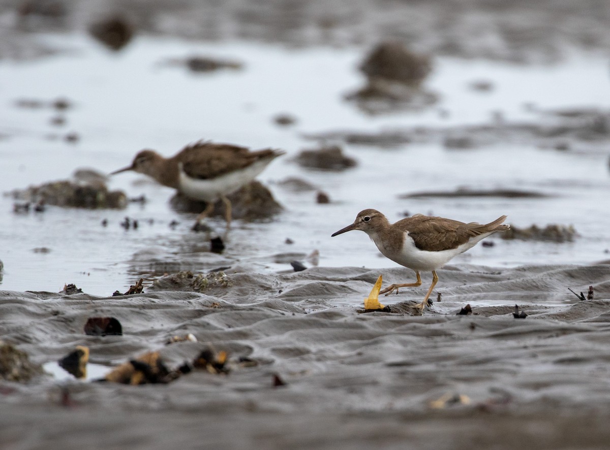 Spotted Sandpiper - ML616788519