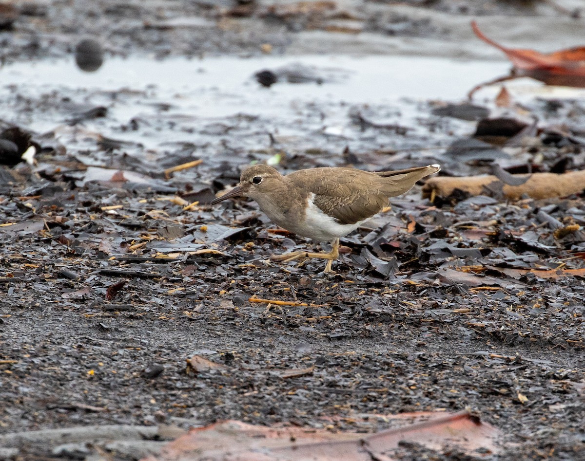 Spotted Sandpiper - ML616788525