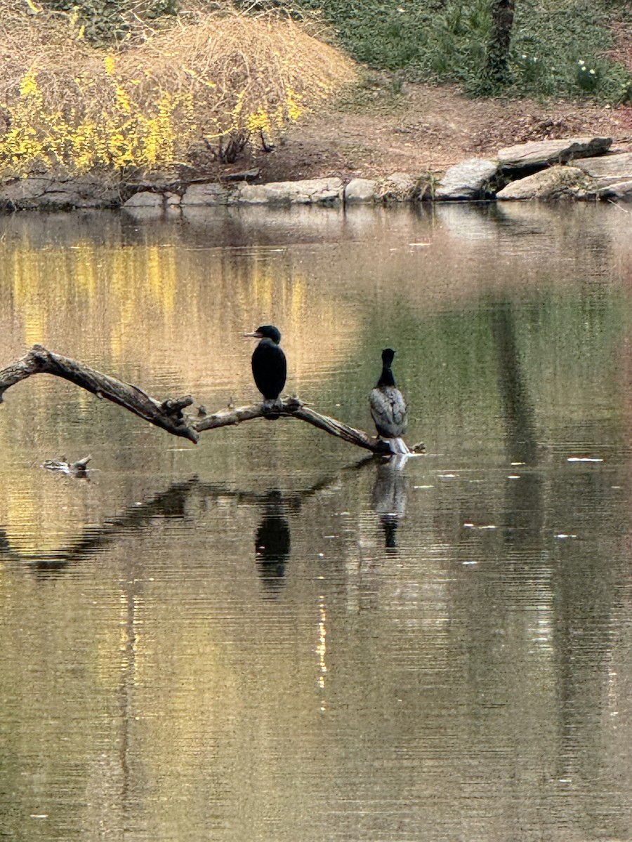 Double-crested Cormorant - ML616788526