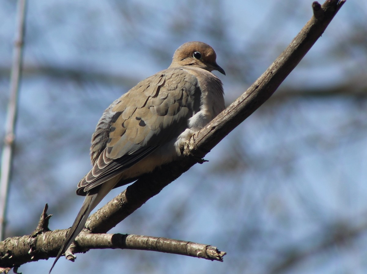 Mourning Dove - Susan Strane