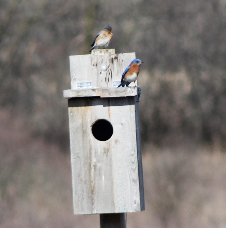 Eastern Bluebird - Susan Strane