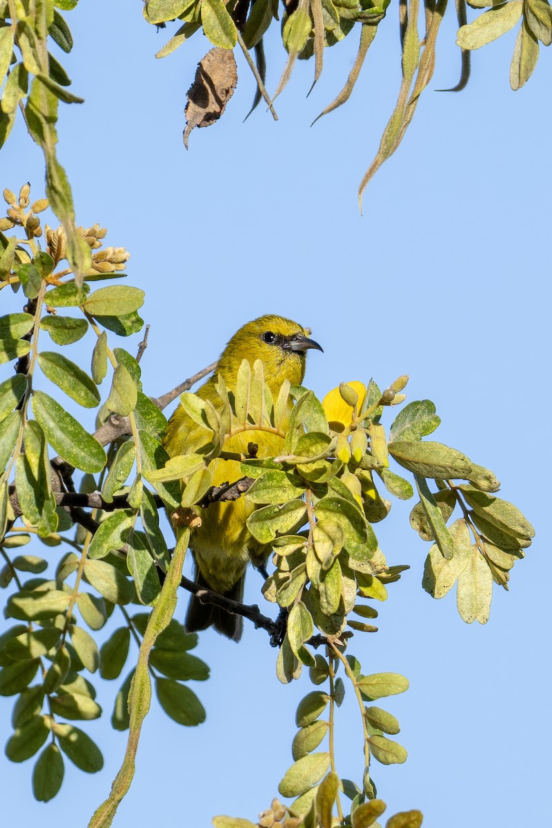 Амакиги зелений (підвид virens) - ML616788614